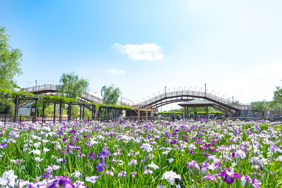 1.3ヘクタールの敷地をあやめが埋め尽くします