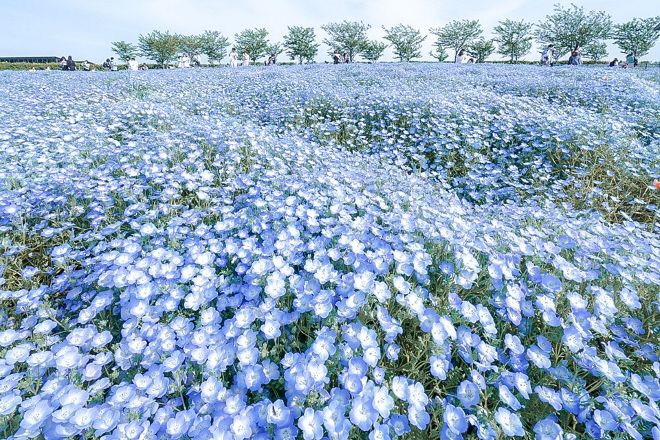 ネモフィラ祭り2023