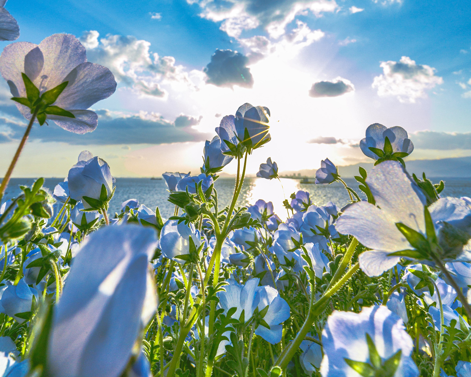 ネモフィラ祭り2023