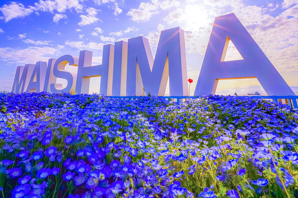 ネモフィラ祭り2023