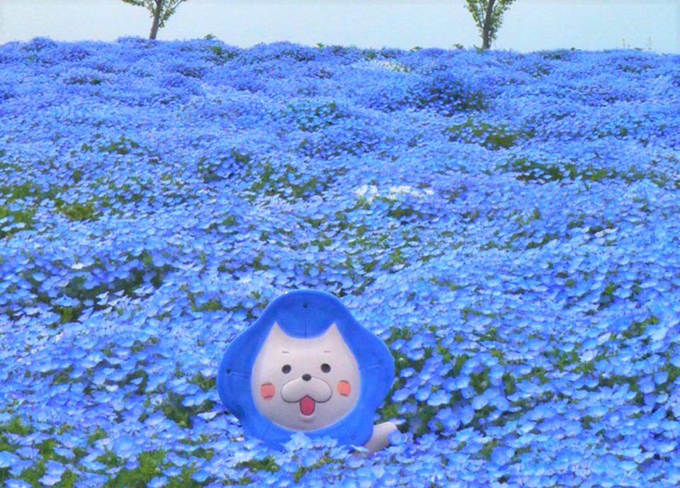 ネモフィラ祭り