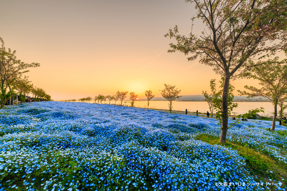 ネモフィラ祭り2023