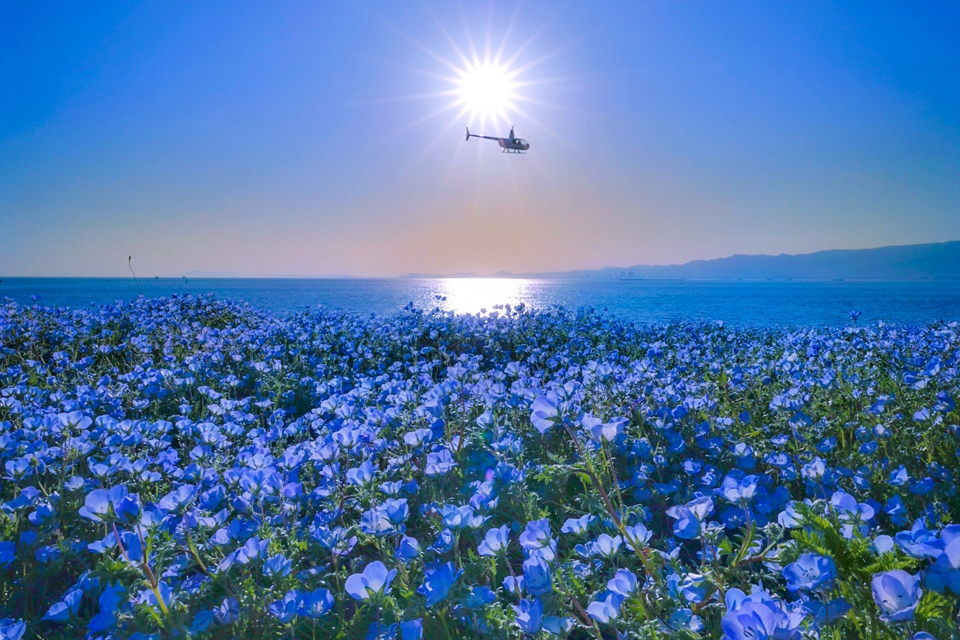 ネモフィラ祭り2023