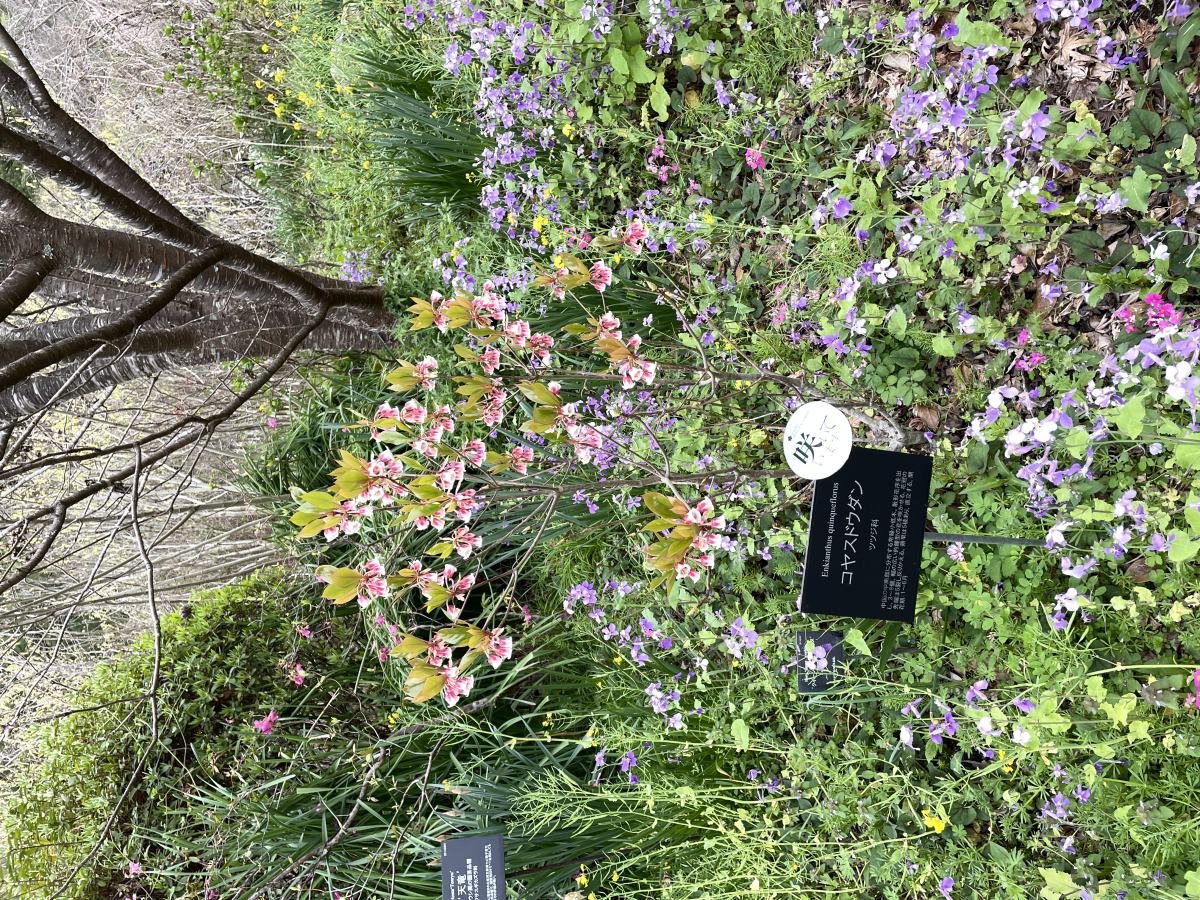 高知】旬旅スポット4。お花らんまん♪植物愛いっぱい♪｜るるぶ