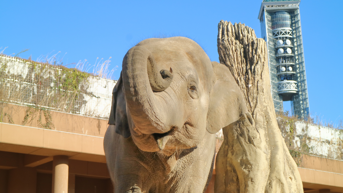 ゾージアムの2階からは、アジアゾウと東山スカイタワーを一緒に見ることができる