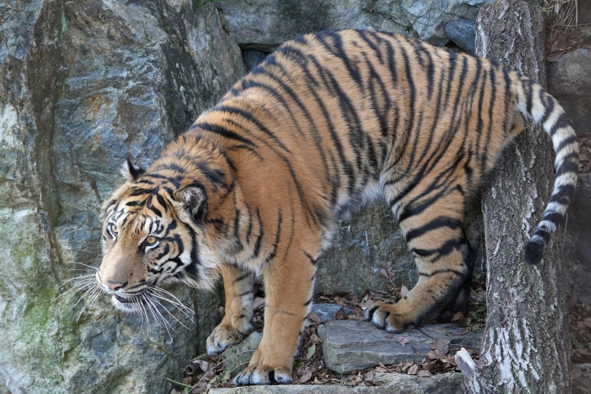 名古屋市東山動植物園
