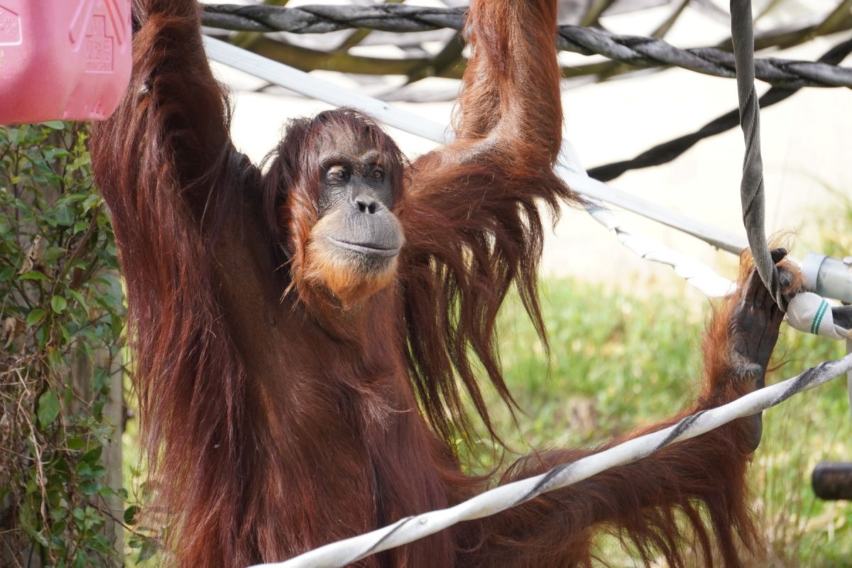 スマトラオラウータン