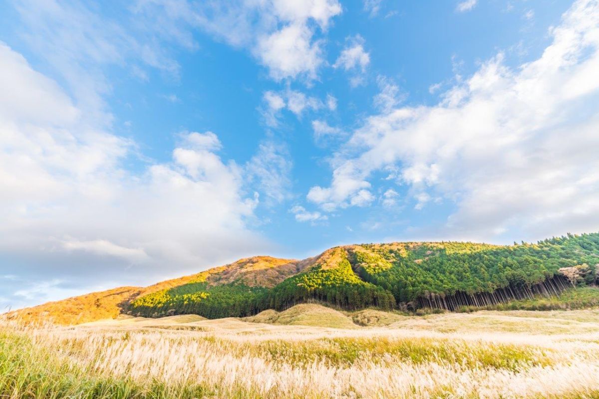 仙石原のススキ草原