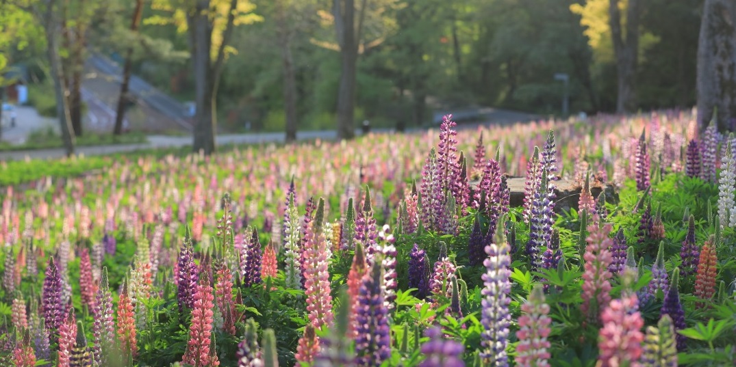 【埼玉】「国営武蔵丘陵森林公園」で満開のルピナス観賞とアウトドアイベントを満喫