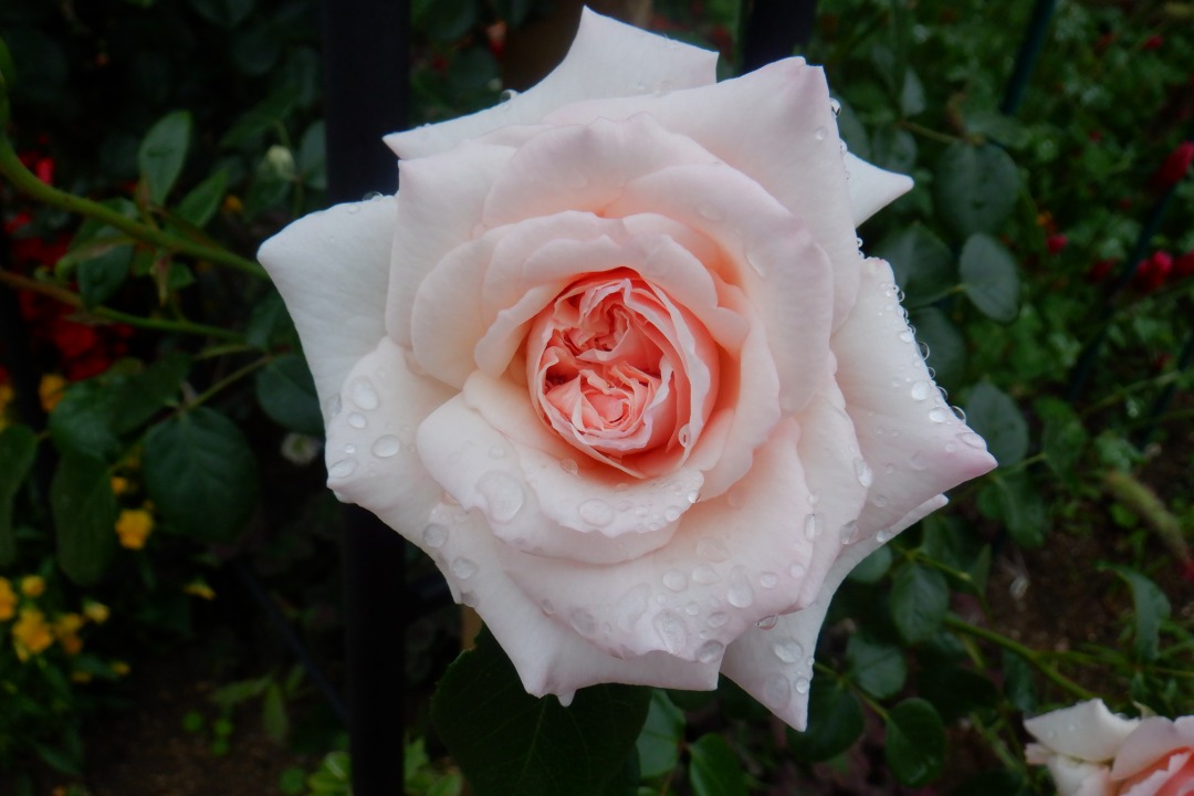 斑入りペニー・レーン(つるバラ)