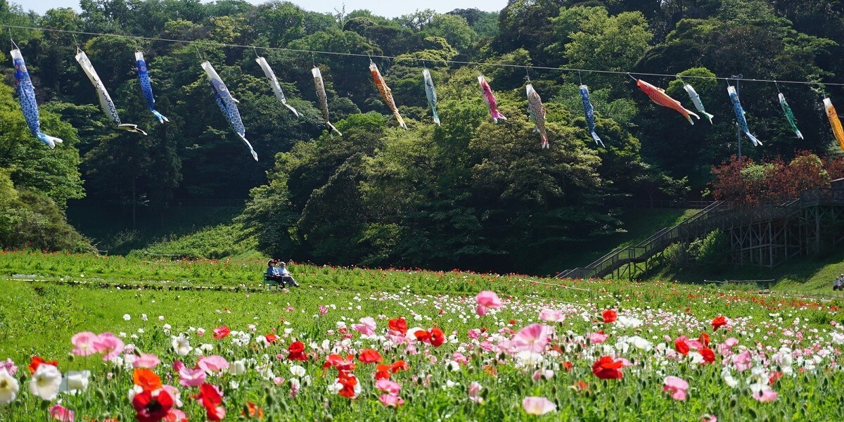 【入園無料】横須賀の約100万本のポピー園が見頃に「ポピー・ネモフィラまつり」2023年5月28日（日）まで開催中！
