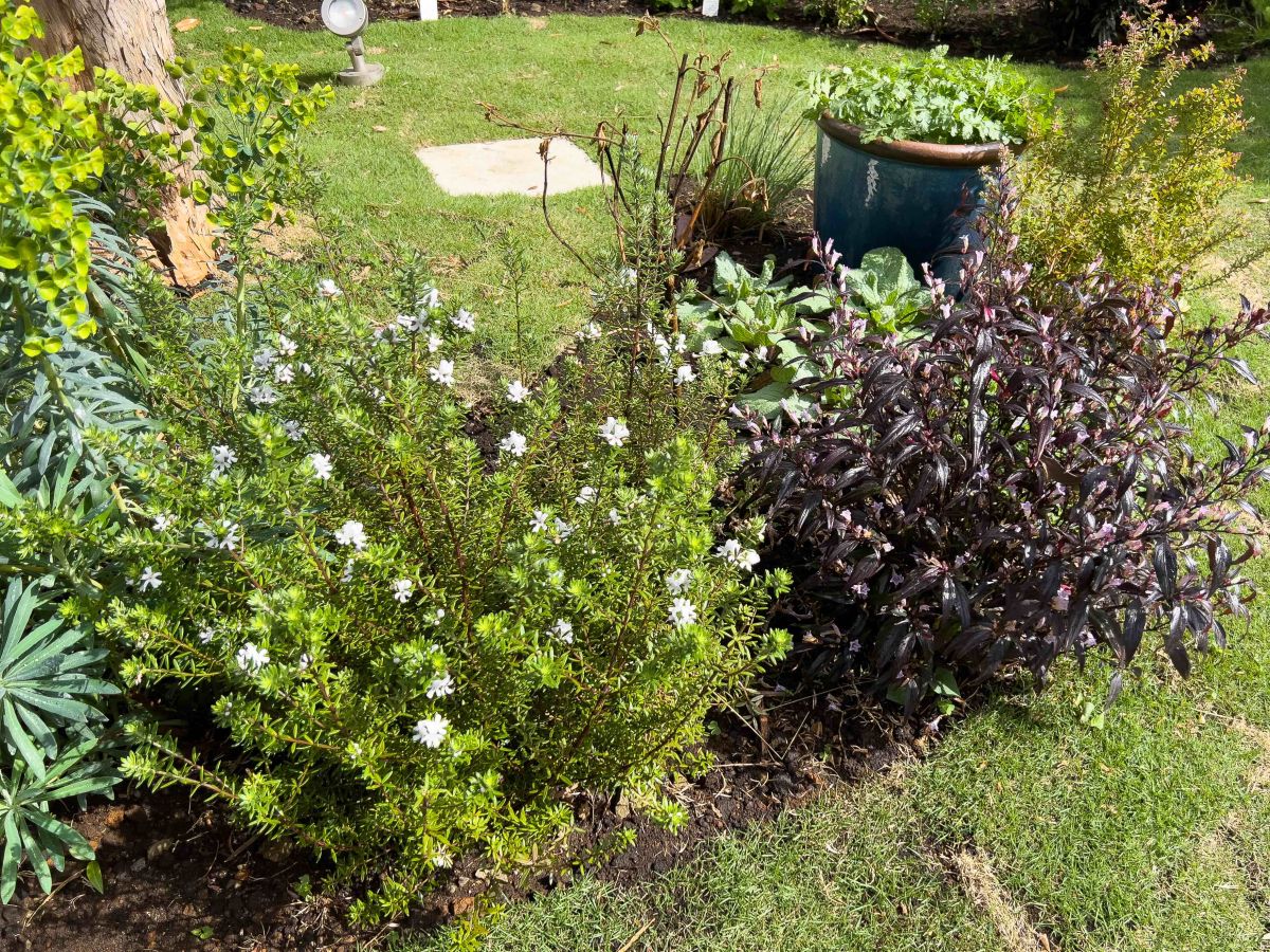 庭には「stump 001 kamakura」でも使われるたくさんのハーブが植えられている