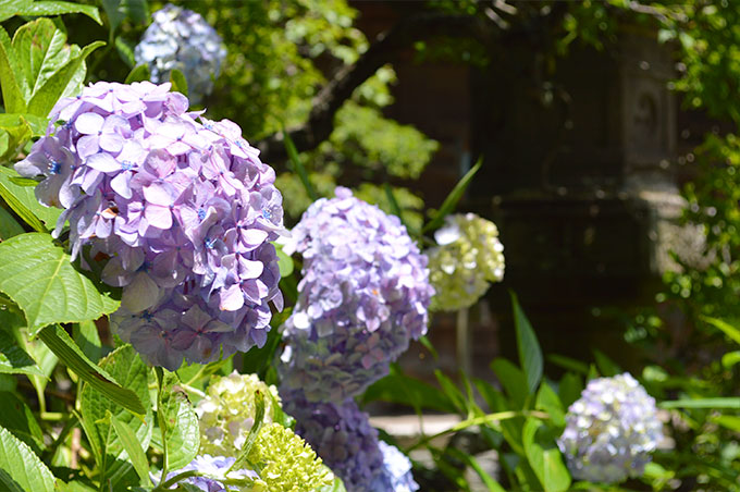 画像提供：鎌倉トリップ