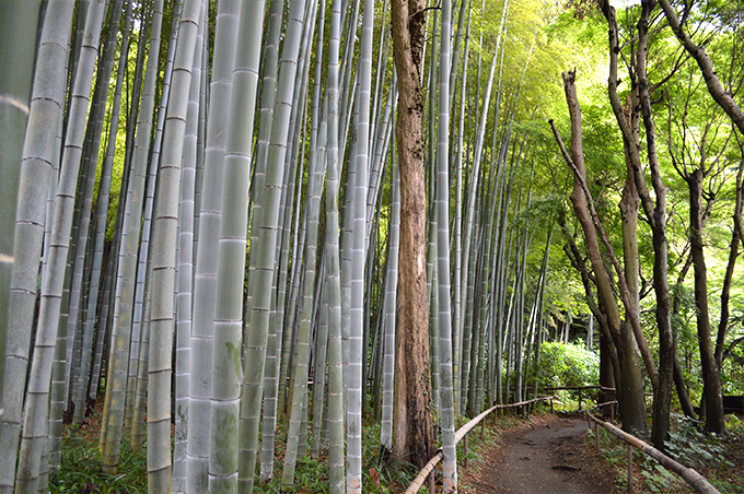 画像提供：鎌倉トリップ