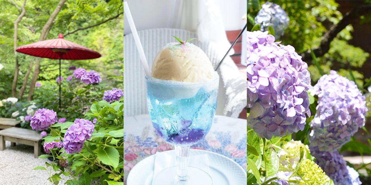 鎌倉好き厳選｜アジサイを満喫するおすすめ散策ルート！穴場からアジサイスイーツまで♩