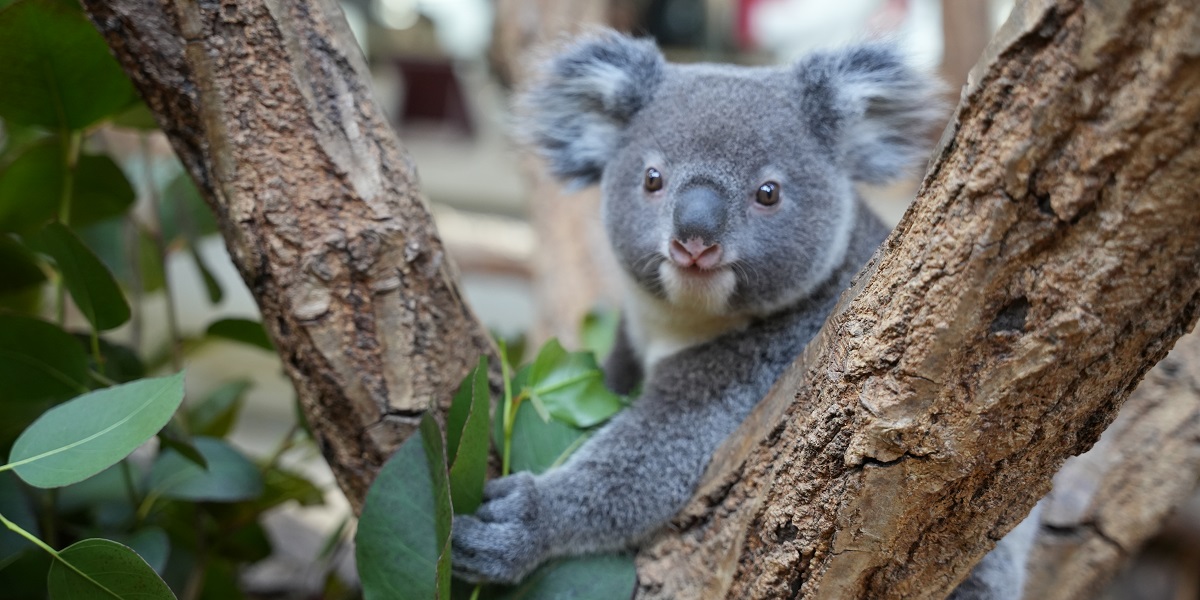 【名古屋】東山動植物園／人気の動物たちとたくさん出会えるパラダイスへGO！