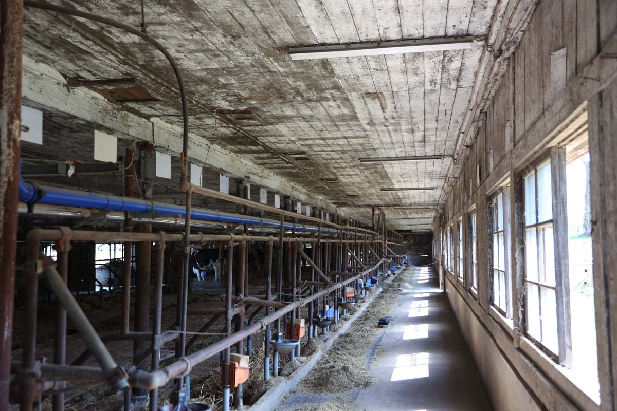 国登録有形文化財の一号牛舎。昭和9年（1934）に建てられ今も現役で使われている