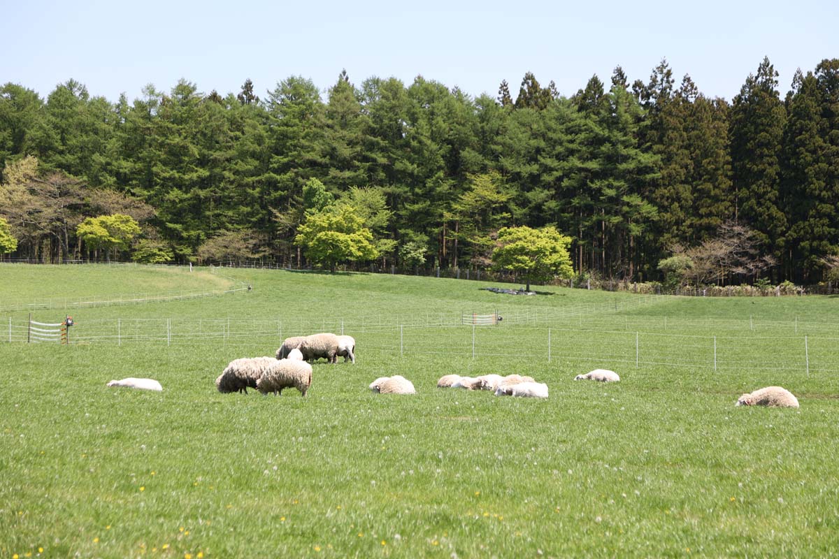 放牧されている羊たち