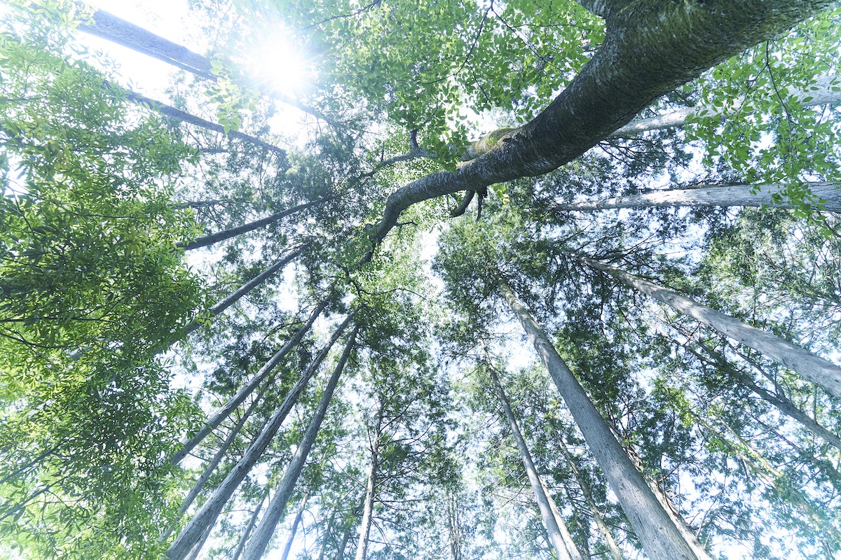 青梅丘陵ハイキングコース