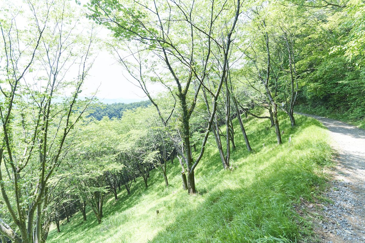 青梅丘陵ハイキングコース