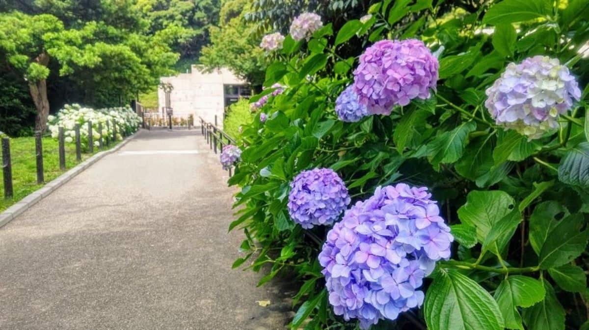 画像提供：鎌倉歴史文化交流館