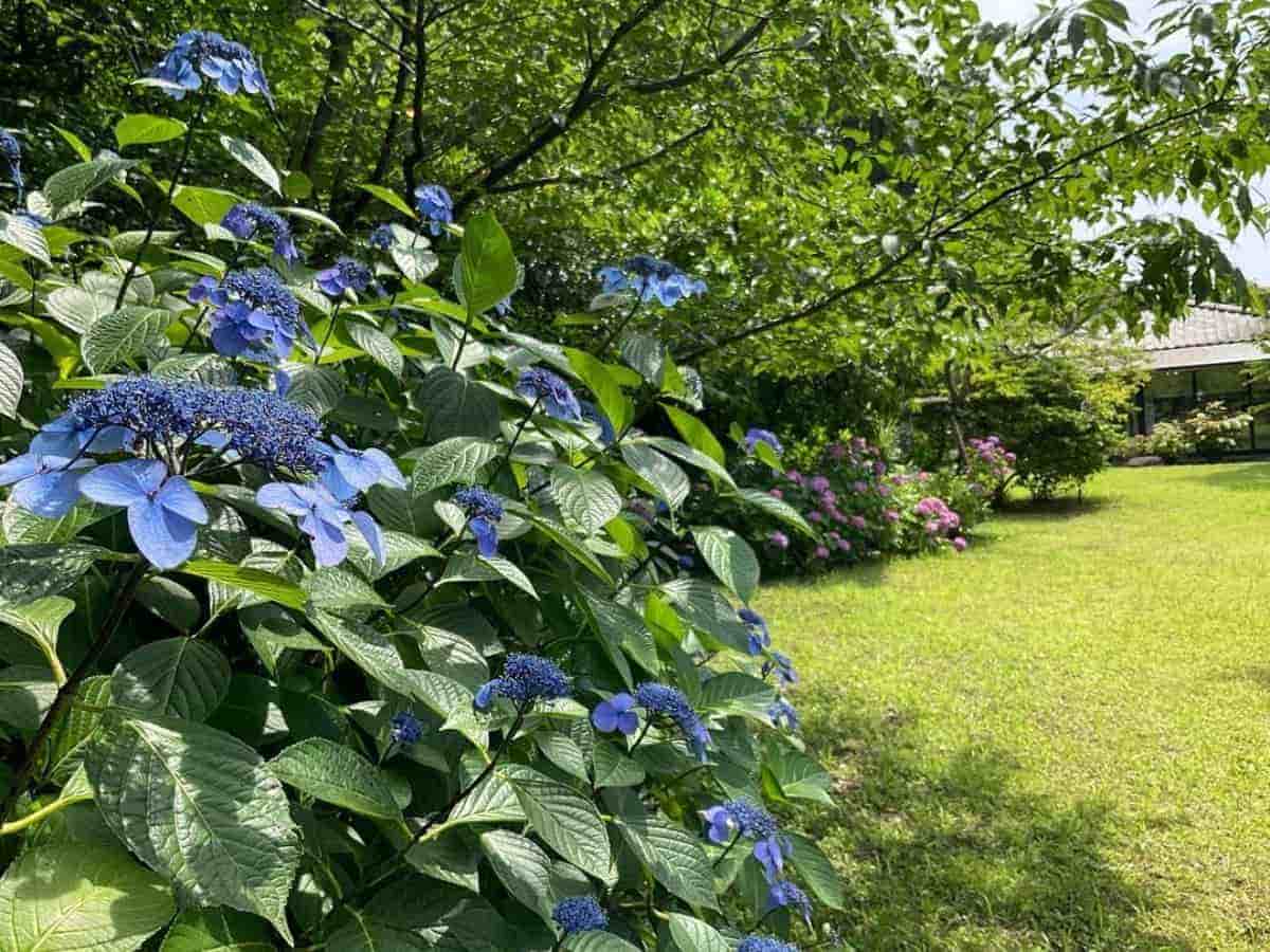 画像提供：鎌倉市川喜多映画記念館