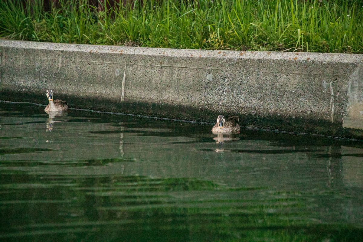mio kayak adventures
