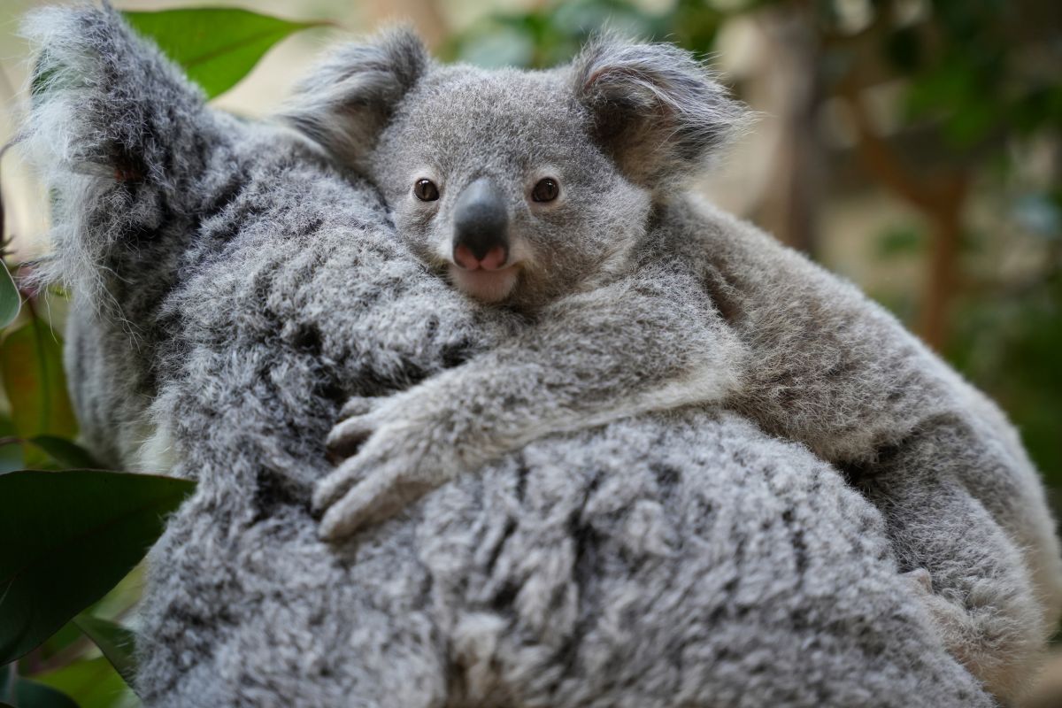 お彼岸生まれでぼた餅から発想を飛ばして名付けられた「おもち」