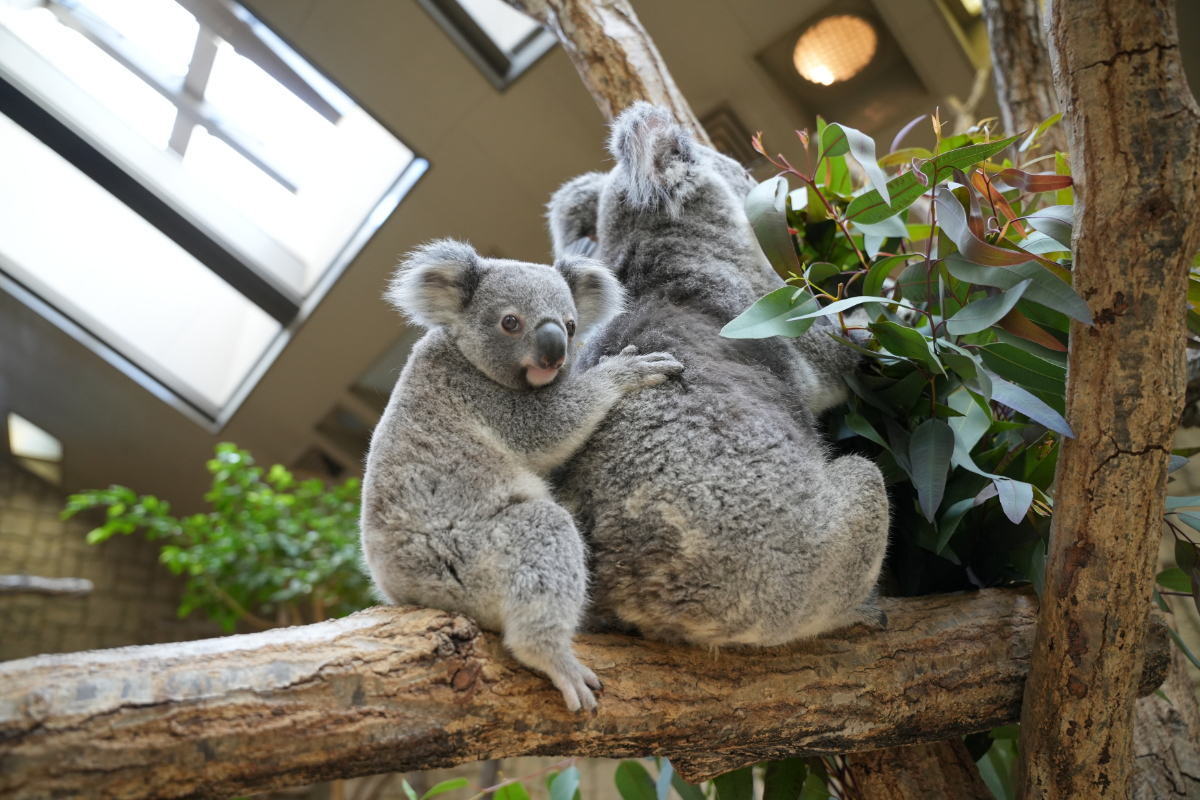 4月4日生まれの「ししお」
