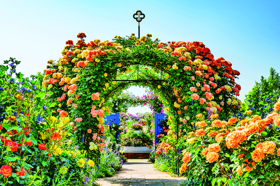 色とりどりのバラを楽しめます（バラの開花は春と秋がピーク） 