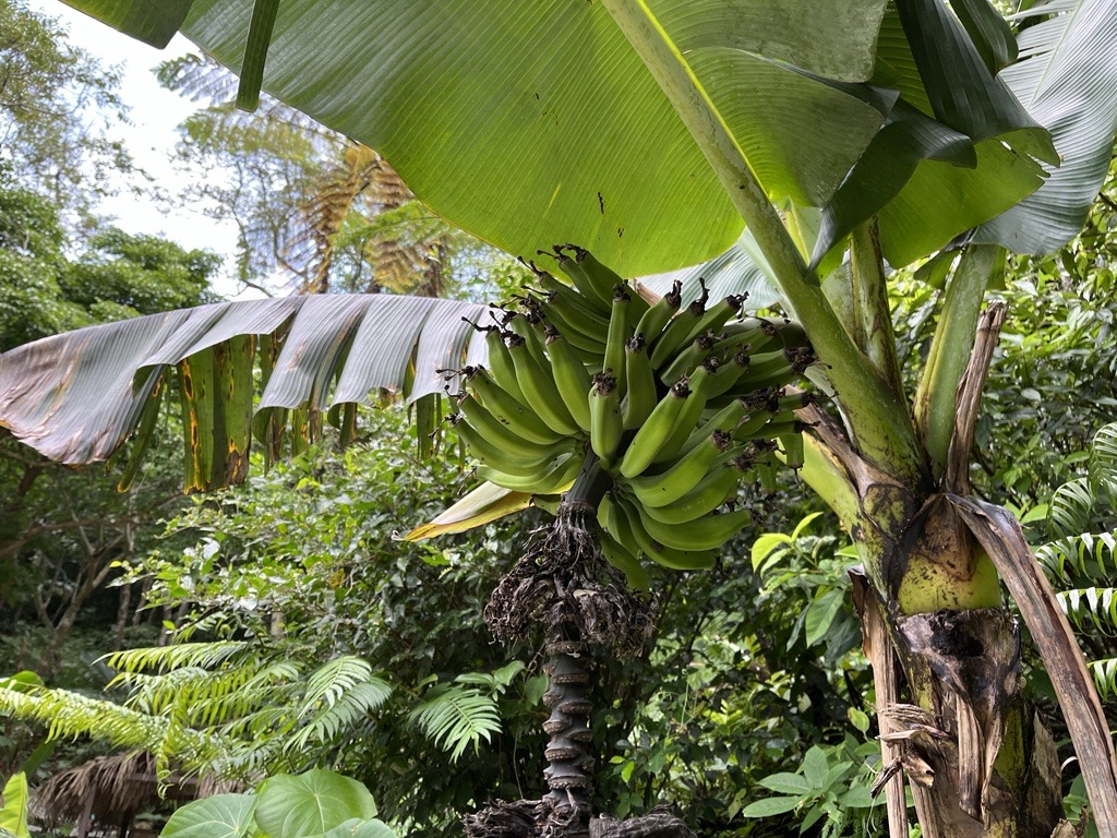 野生のバナナも！