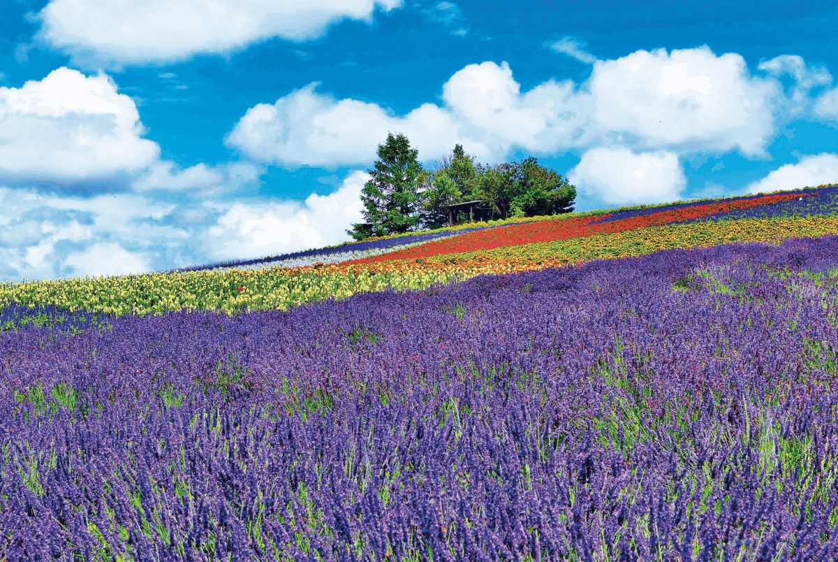 【2023夏 北海道】間もなく見頃！富良野屈指の花畑「かんのファーム」