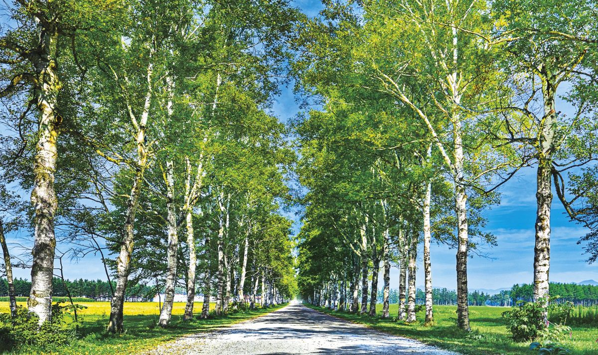 十勝のドライブスポットをご紹介！絶景からおすすめグルメまで