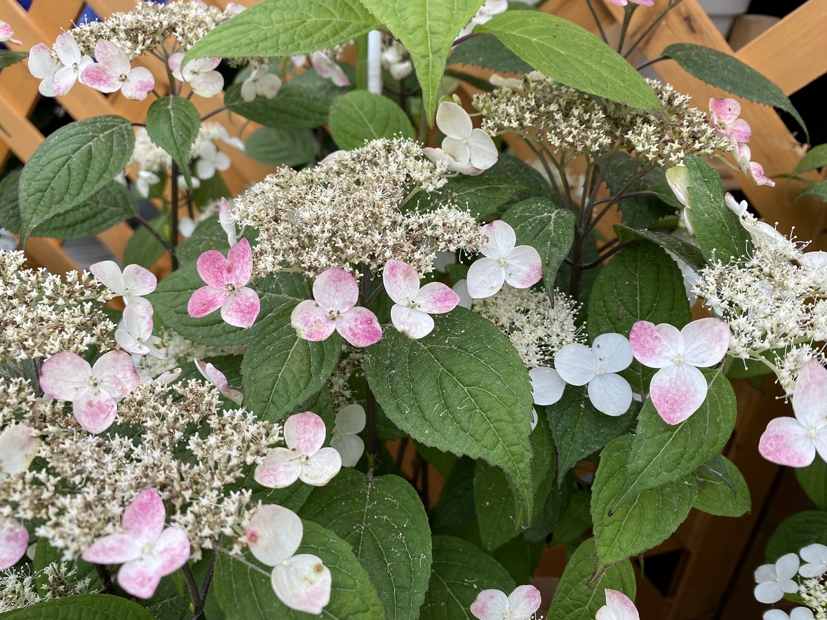 時期を追って色合いが白から赤に変わる珍しい「くれない山あじさい」