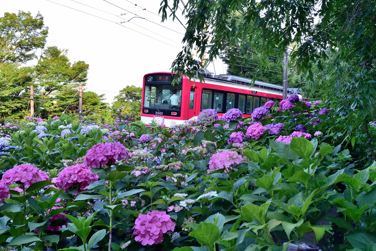 大平台駅近く。右も左も車窓はアジサイに彩られます