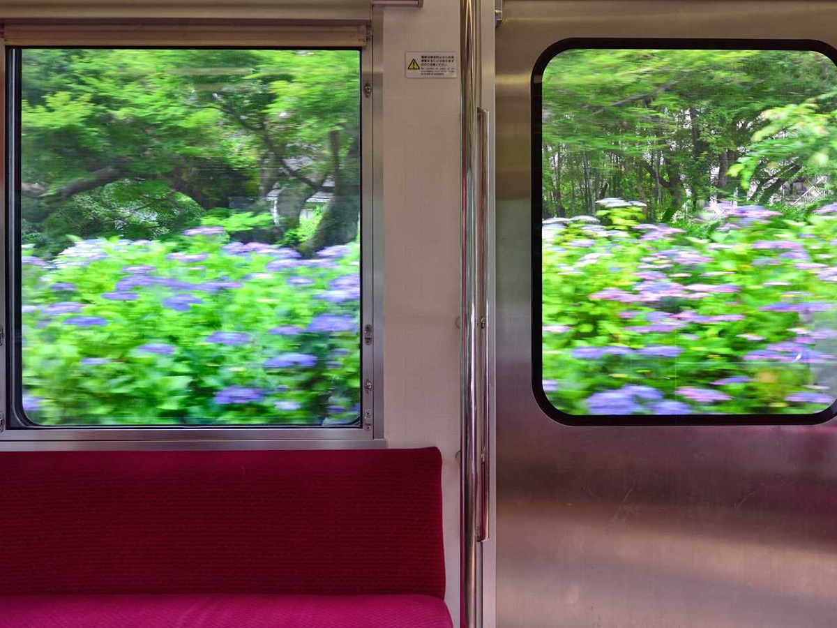 車窓を流れるアジサイは手が届きそうな距離