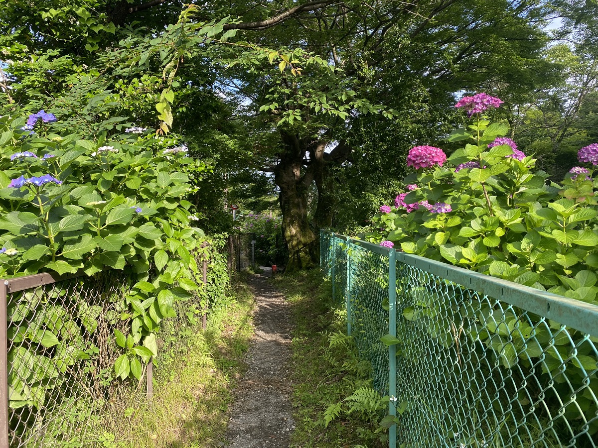 手入れの行き届いた「あじさいの小径」