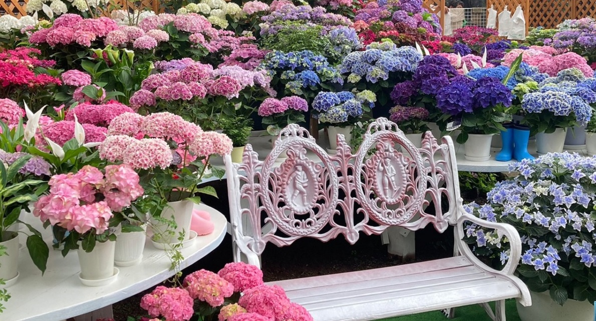 【箱根】あじさい展開催中の箱根強羅公園へ。アジサイ色の限定スイーツやクラフトも楽しめる！