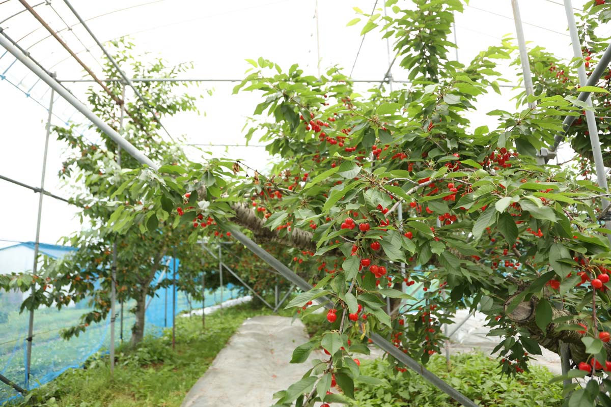 園内はハウスの屋根があり、雨でも体験可能なのがうれしい