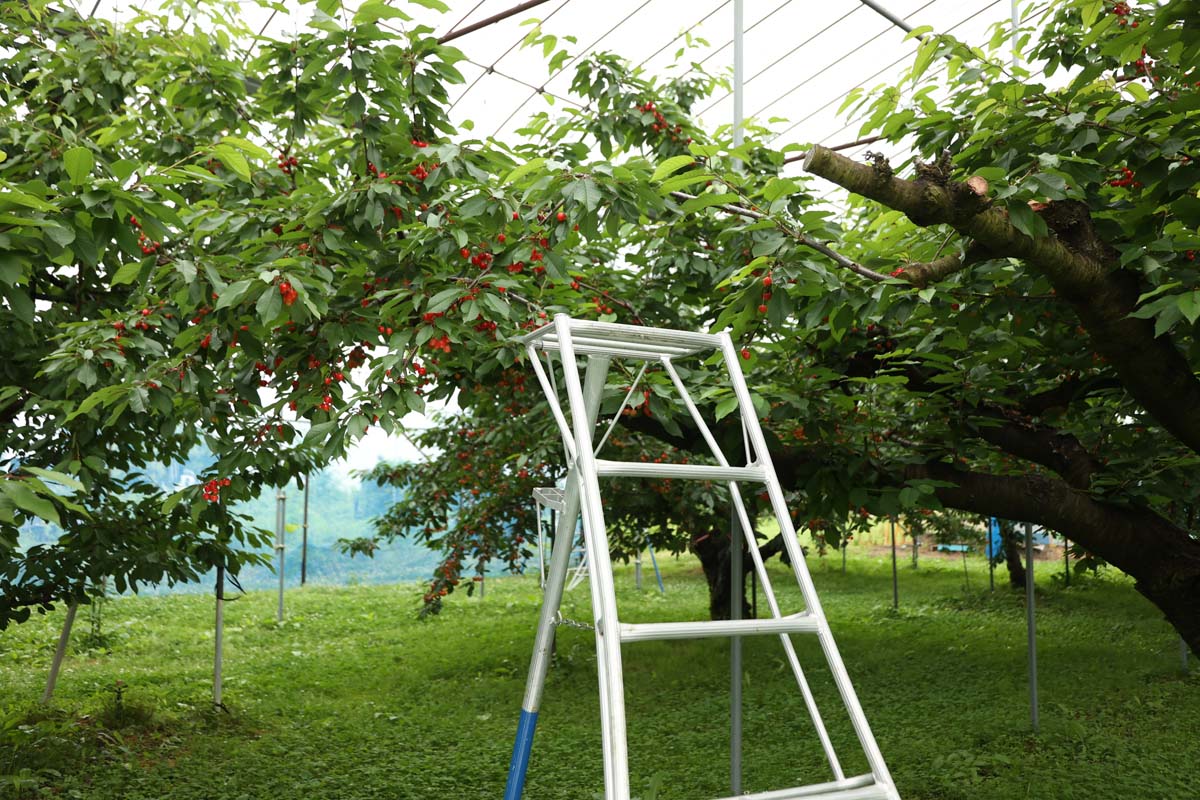 園内には脚立が用意されており、自由に使うことができる