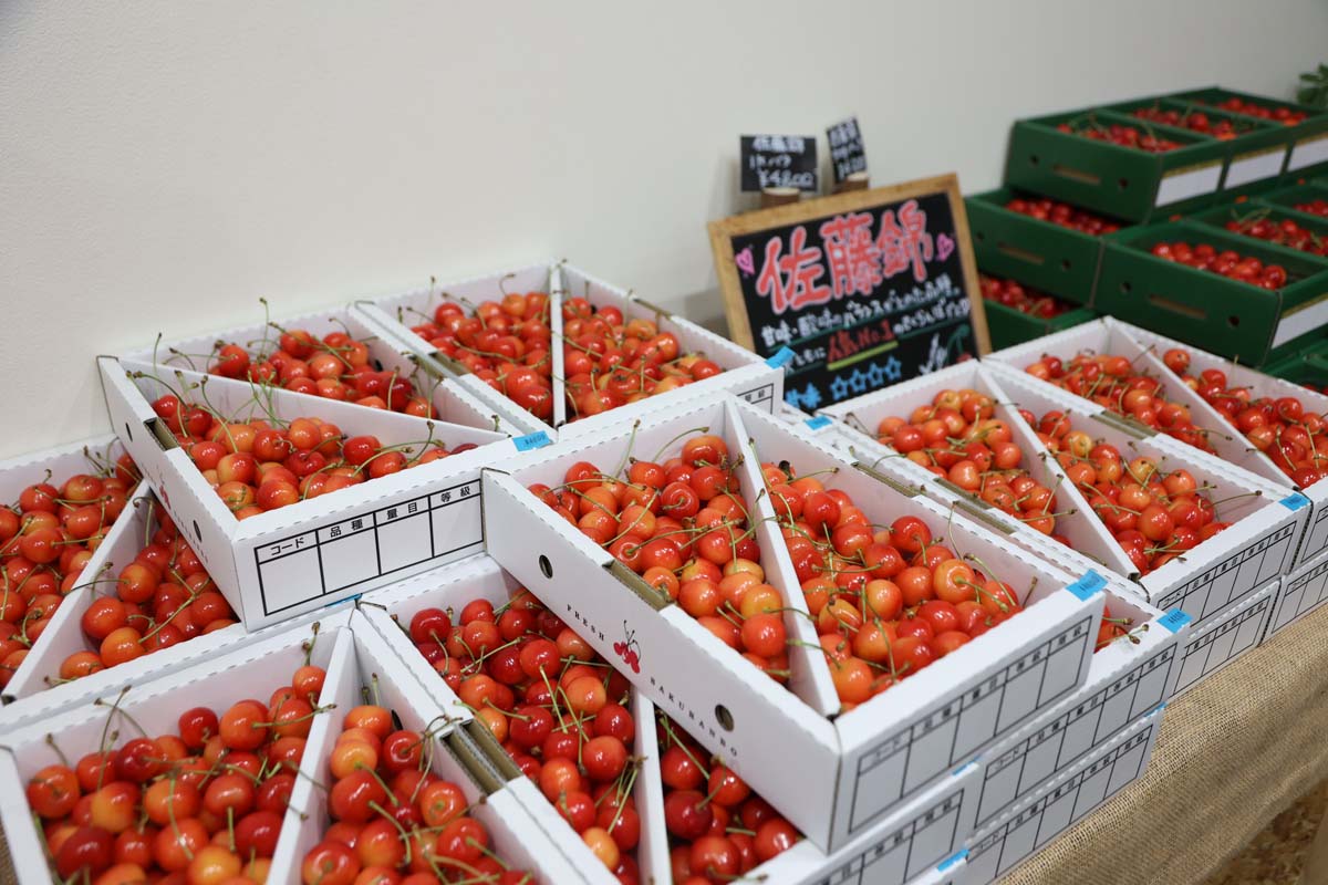 「佐藤錦」200g 1200円、1kgバラ詰め 4200円（写真）などを取り揃える
