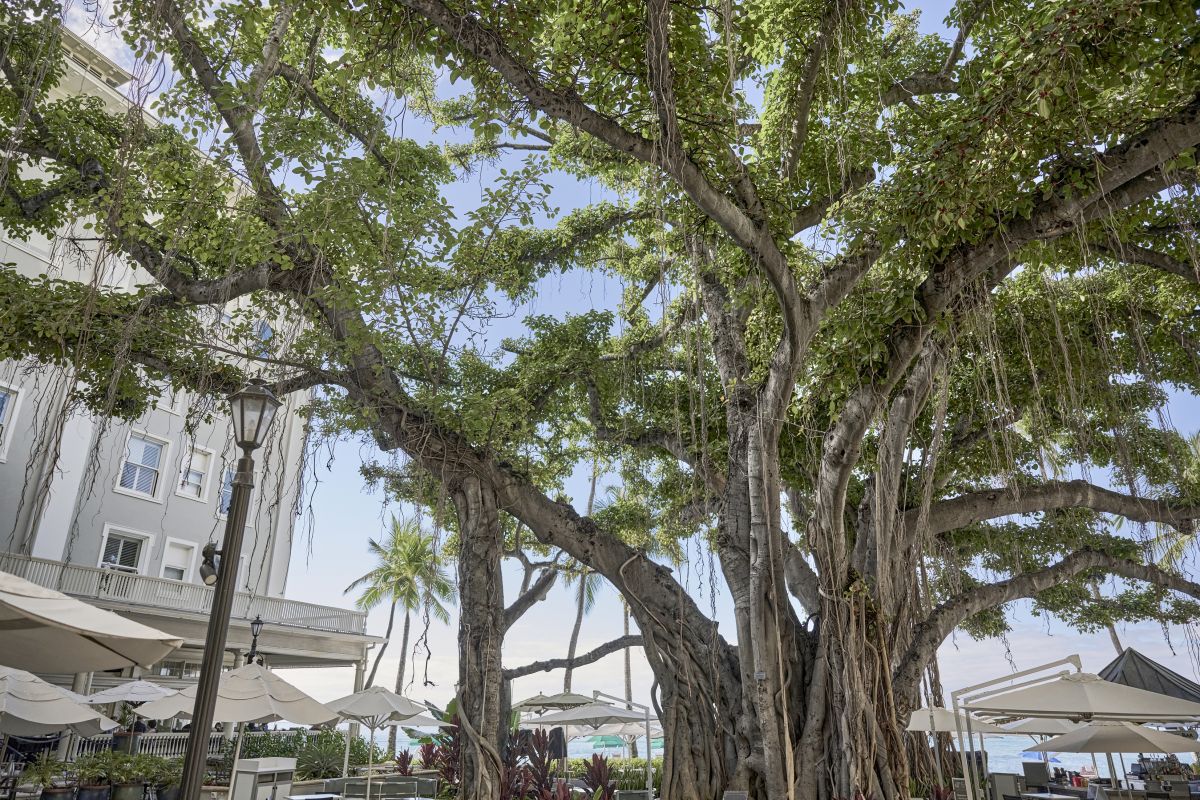 モアナサーフライダー ウェスティン・リゾート&スパ ワイキキビーチ