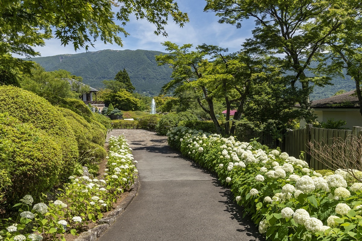 箱根 強羅公園のアナベルは7月上旬まで楽しめます