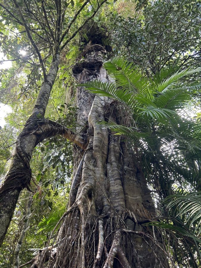 カーテン・フィグ・ツリー。無数に伸びた根がまるでカーテンのよう