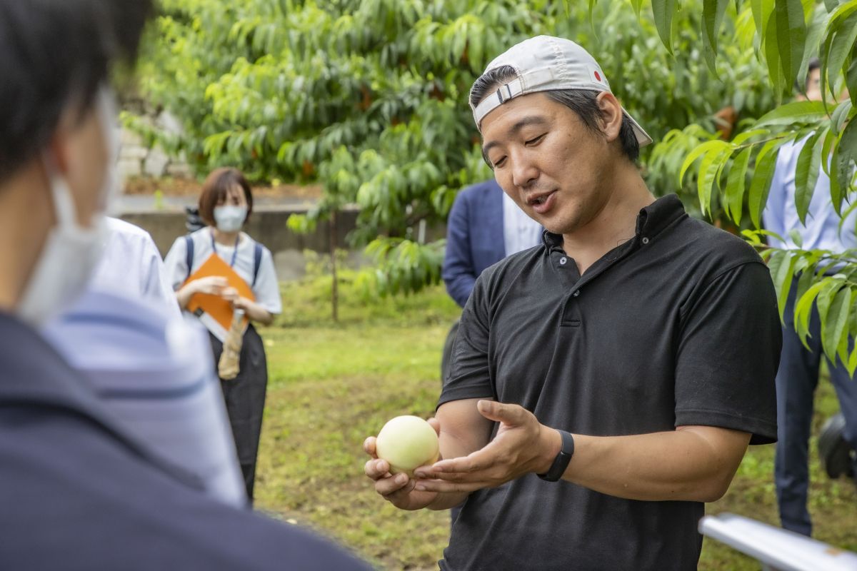 岡山市の一宮地域にある白桃の圃場で、現地視察しました