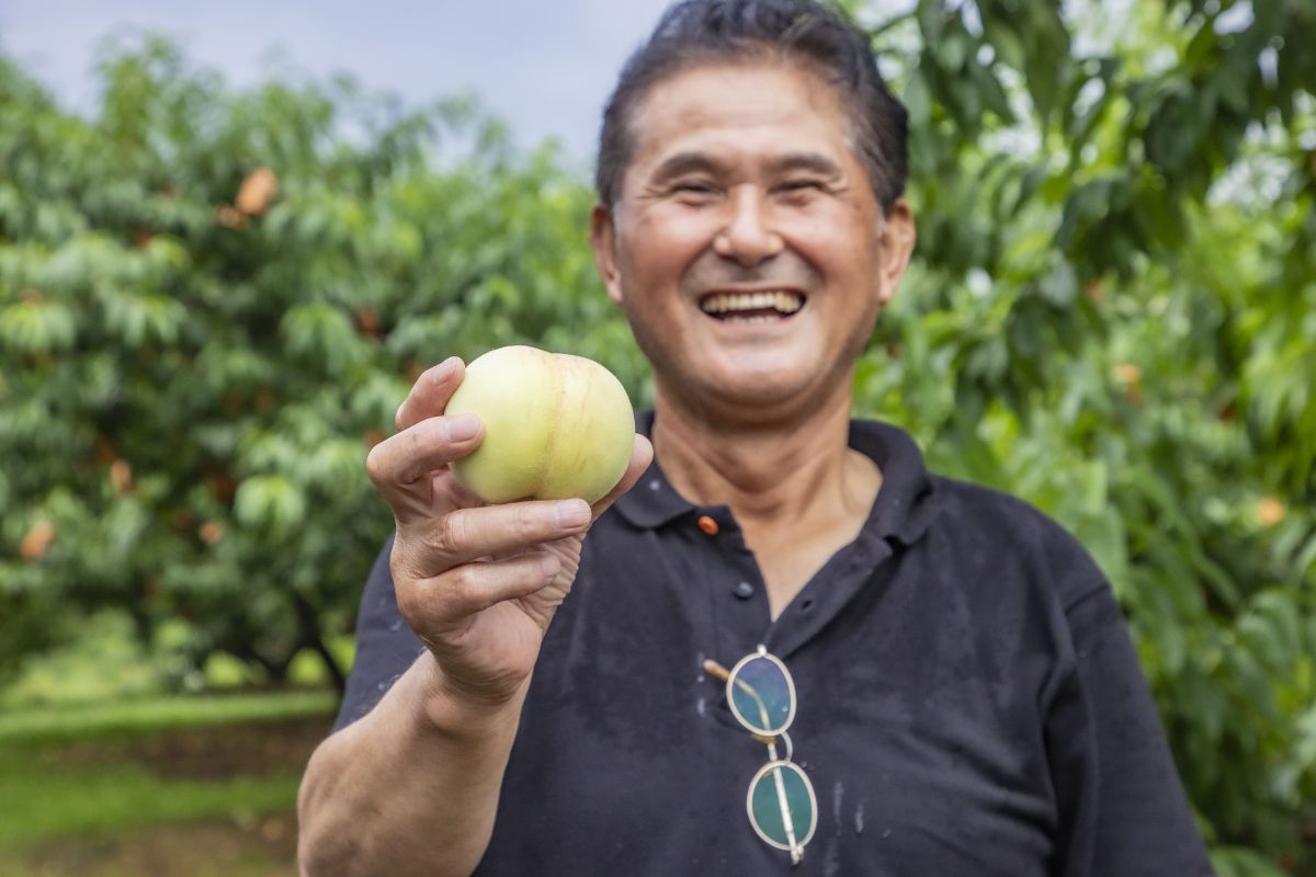 岡山市の白桃は、生産者さんのこだわりがたっぷり詰まっているからこそ、全国に誇る高い品質を実現しています