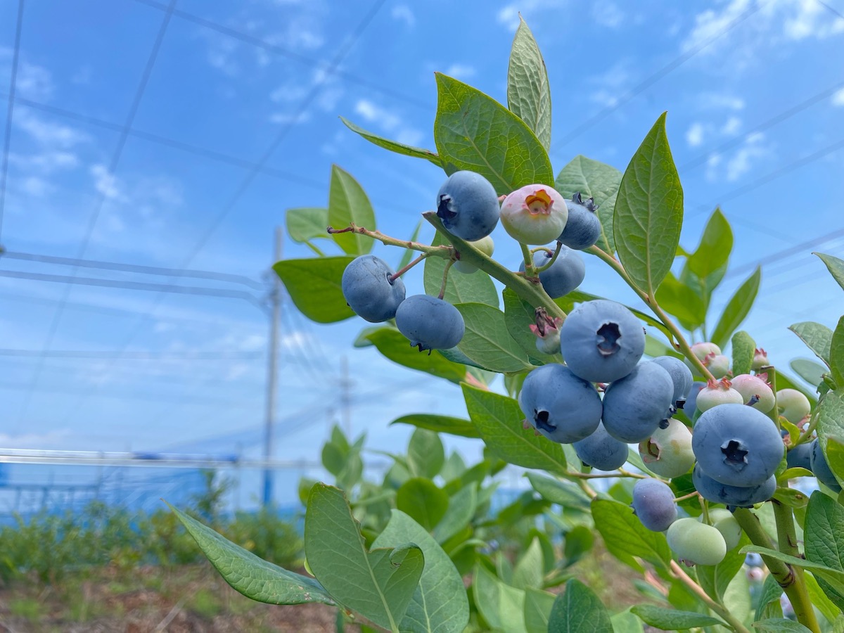 ブルーベリーの収穫体験も