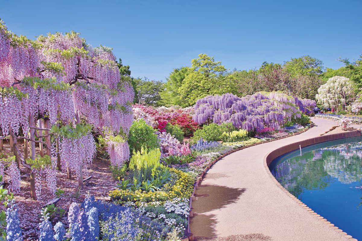 【栃木ドライブ】花絶景＆グルメ満喫モデルコース／足利・佐野・小山・栃木