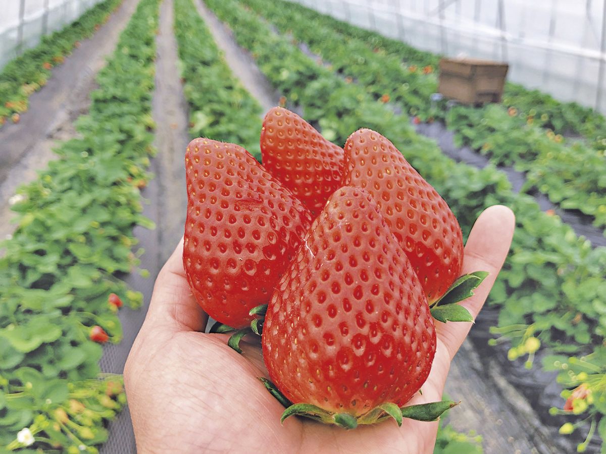 とちおとめ、 スカイベリー など県オリジ ナル品種も