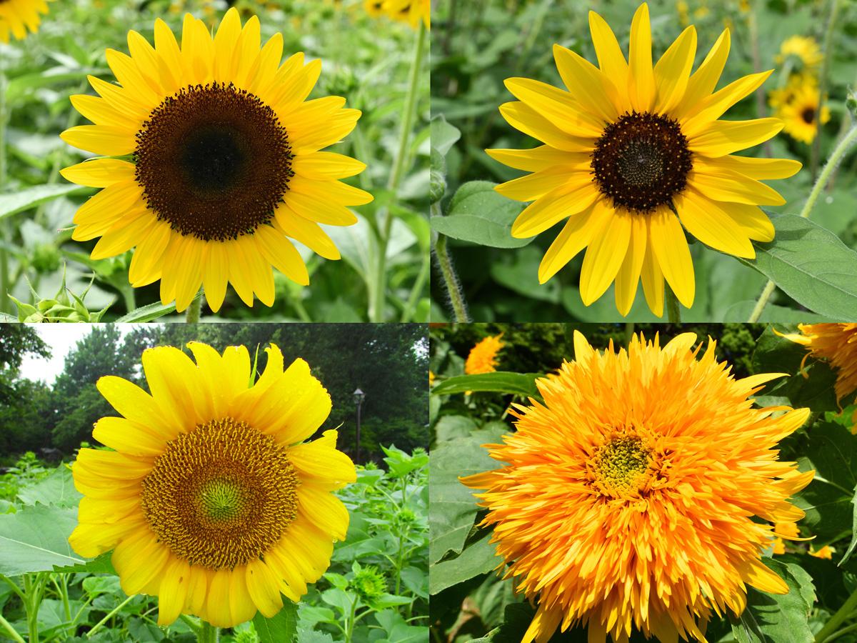上段・左から「ダンシングサン」、「サンフィニティ」、下段・左から「復興ひまわり」、「東北八重」